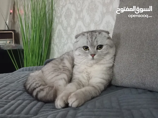 قط نوعيه سكوتش