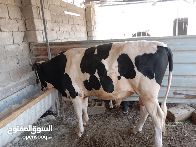 السلام عليكم يتوفر لدينا عجول للبيع عراقيات بالذمه
