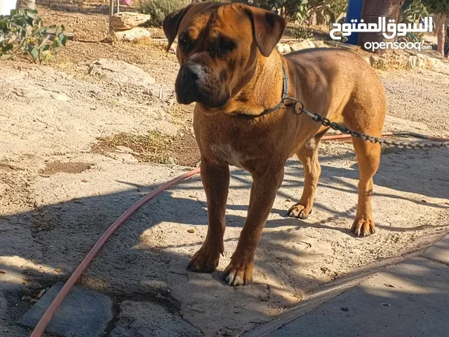 النوع ماستيف بويل بوير كلب نخب اول صحه ونظافه ماخذ جميع المطاعيم الكلب دبابه ع الواقع اجمل