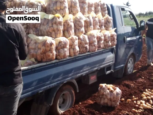 بيع البطاطس الطازجه المحصودة حديثا