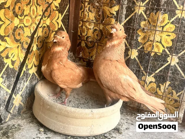 بلصلاه ع النبي جوز كشاكشة وفحلين وطيره
