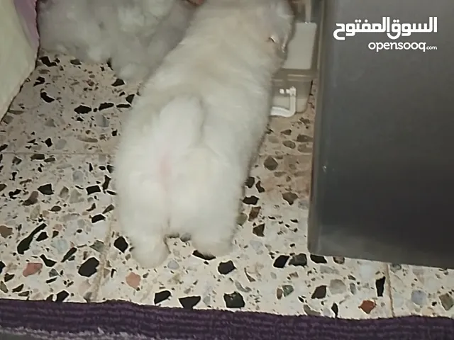 كلب جيرفون للبيع ب 400 مقابل للتفاوض