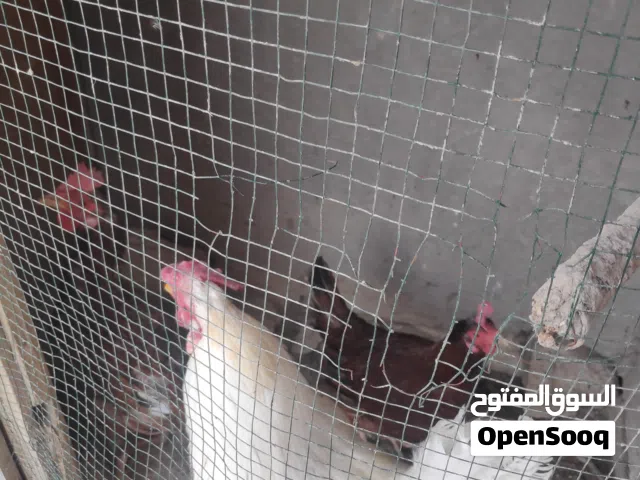 ديك ابيض مع دجاجات ثنين بياضات