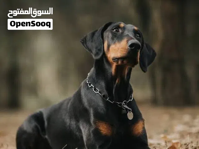 مطلوب دوبرمان ذكر