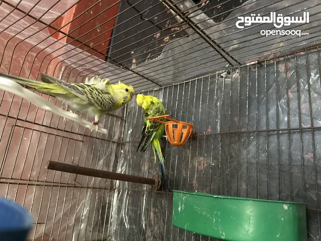 طيور حب مفتلات