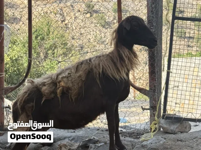 للبيع جعد اصل بدون تهجين