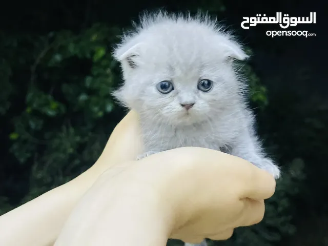 كتن سكوتش فولد (الاب) والام ( برتش لونغ هير )