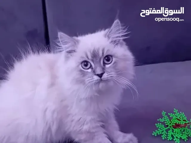 قطة سيرازي عمرها 6شهور اسمها (يوك) للبيع