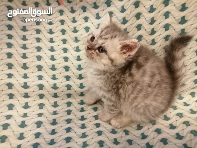 قطط اناث هملايا بيرشن نضافه وصحه شعر طويل مميز