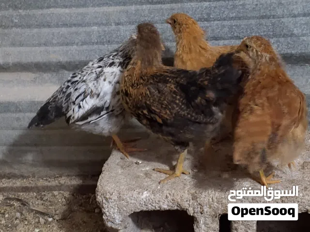 السلام عليكم