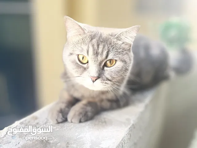 قطه للتبني