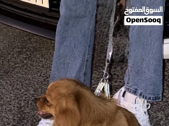 مكس جولدن وبومرينين