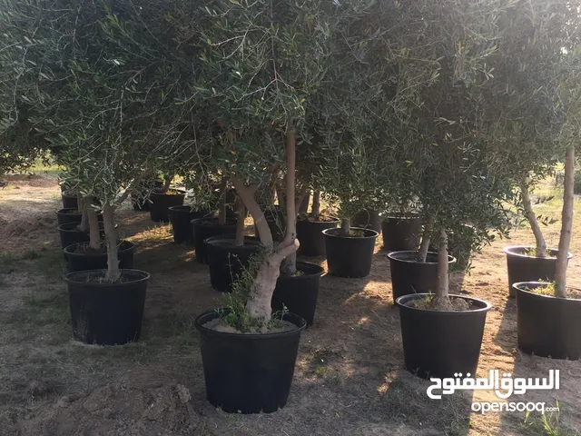 للبيع اشجار زيتون اردني