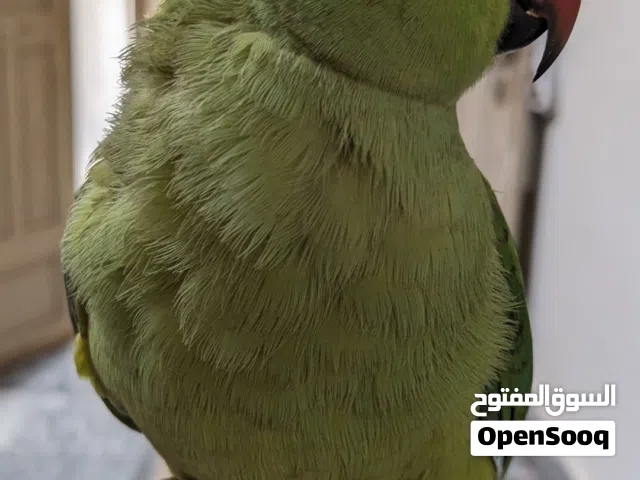 Green parrot TAMED friendly