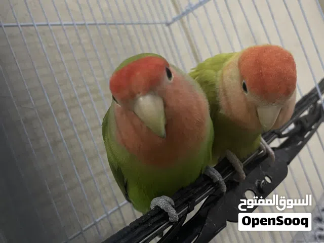طيور روز جوز