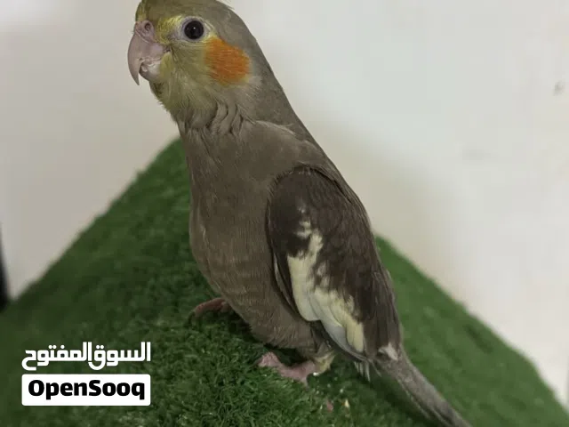 كوكتيل عمر 3 شهور انثى أليفه