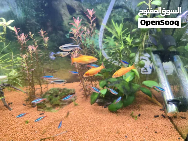 حوض سمك جاهر