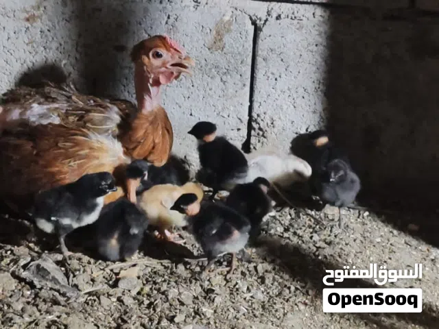 دجاجة ام ركيبة مع أفراخها