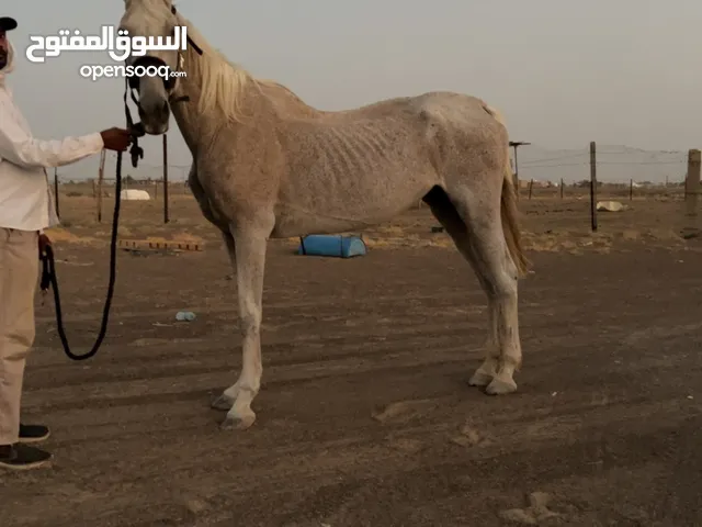 خيل خصي للبيع