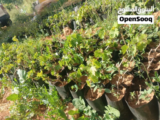 يتوفر دوالي  البلدي الأخضر (المبطّن): يمتاز بورقته الطرية الناعمة ونكهته الأصلية المميزة التي تظ