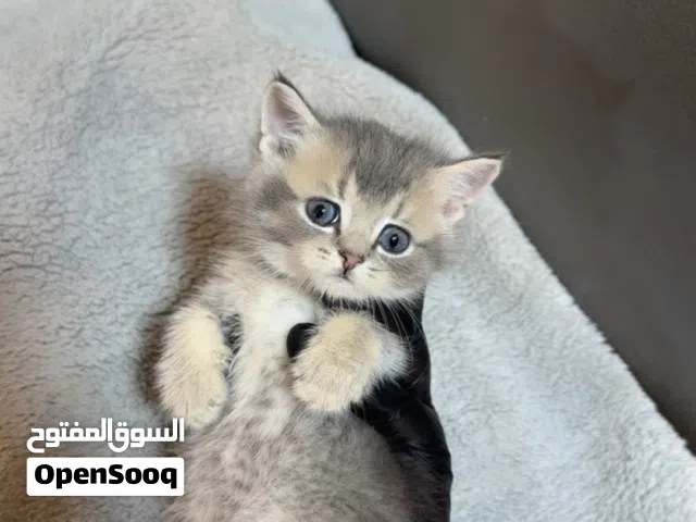 سكوتش بيور
