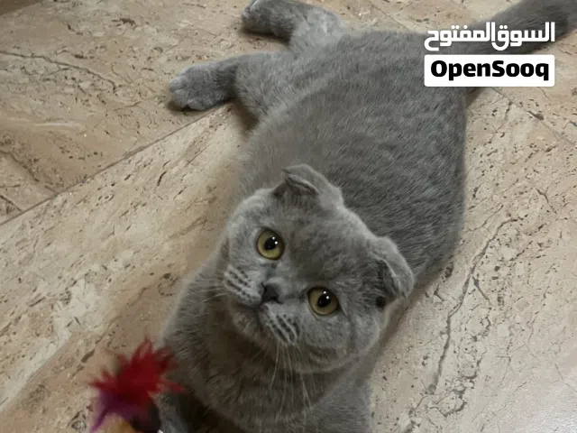 انثئ سكوتش فولد ليلك