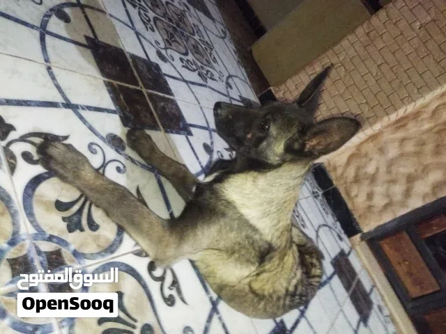 جرو ملينوا درجه ربي يبارك العمر 3شهور