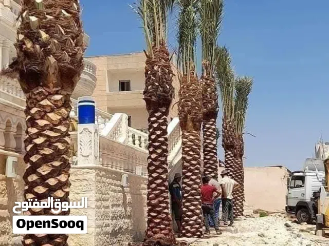 يتوفر لدينا نخيل مثمر نخيل واشنطونيا الزينة