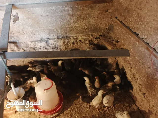 صوص بلدي للبيع