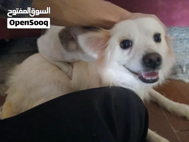 كلاب بوميرانيان بيور (متاح ذكر وأنثى) عمر 11 شهر مستويات توب