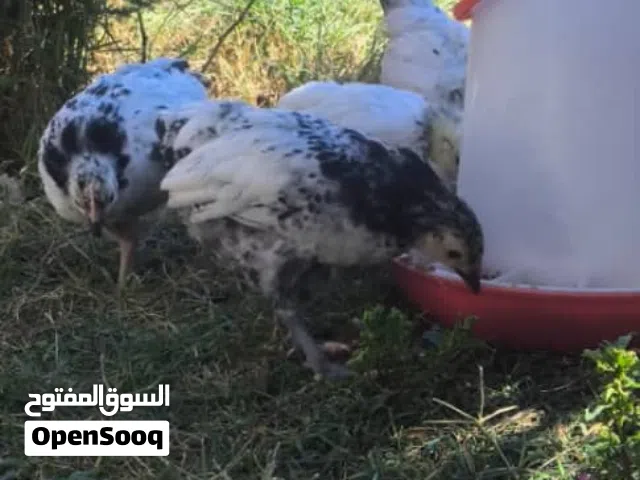 فلاليس ملكي