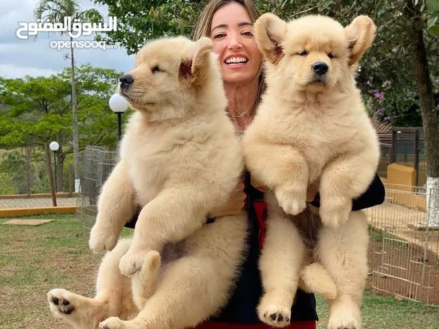Golden Retriever Puppies