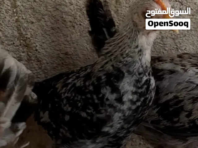 للبيع حمام
