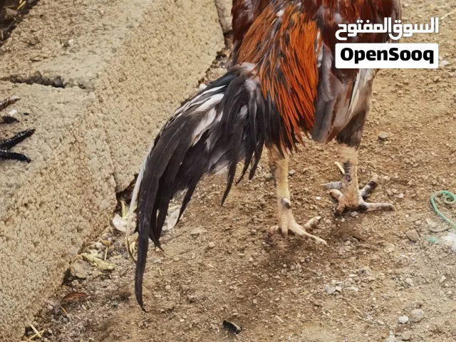 لیبع دیك باکستانی قوی یضارب