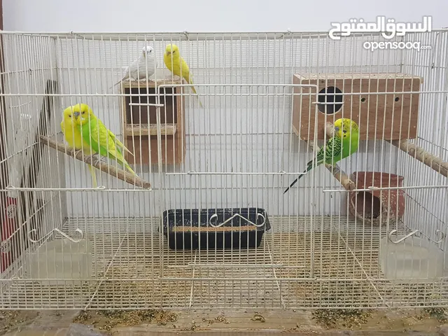 birds available