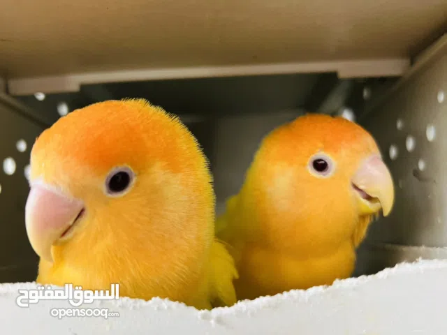 زوز انتايات روز للبيع