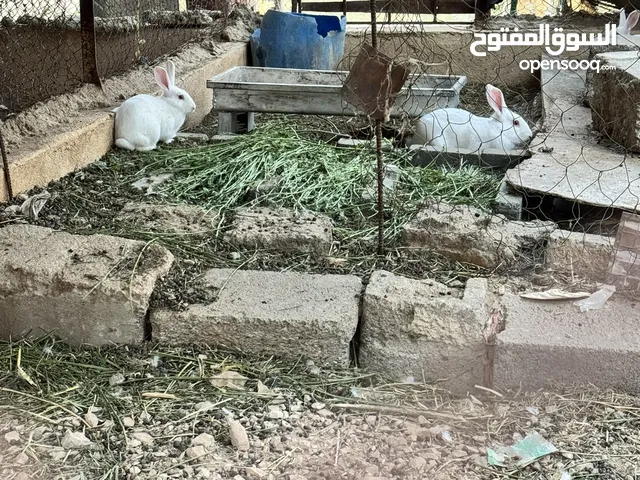 أرانب ممتازاه بصحه جيده