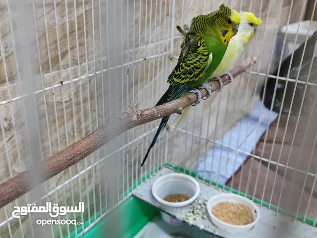 زوج هاجرمو مضمونات
