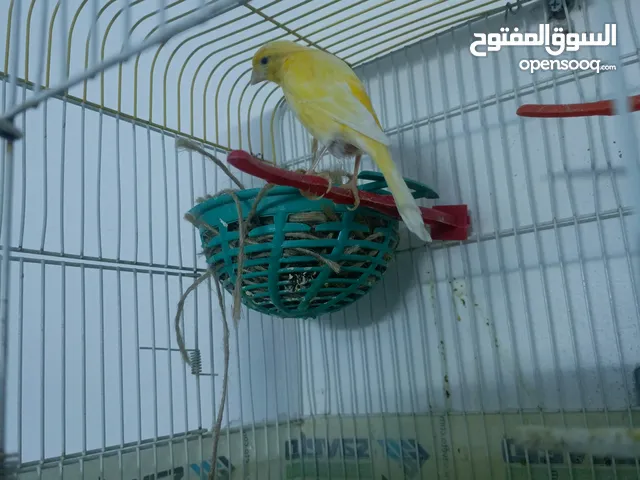 انثى كنار جاهزه فل لفل معبيه وعلى لفحل دغري للبيع ب 10