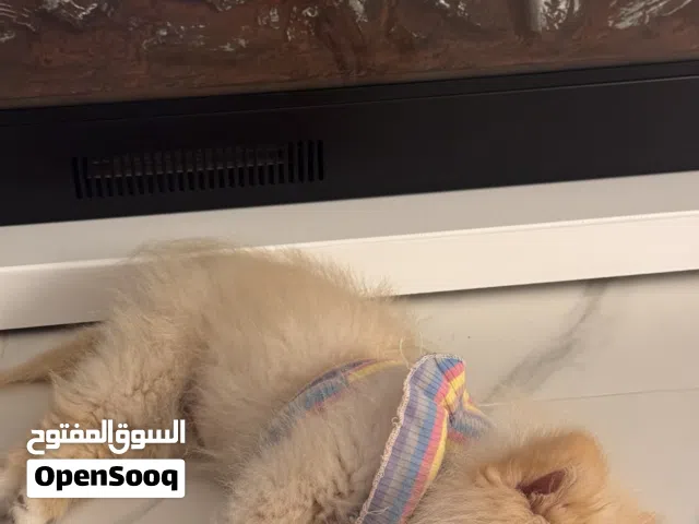 بوميرينيان العمر 4  أشهر