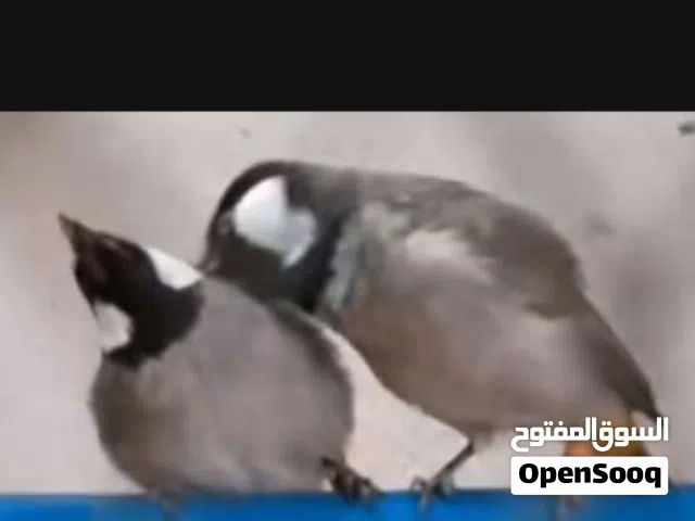 السلام عليكم بلابل 3ازواج زوج مشجر ابيض