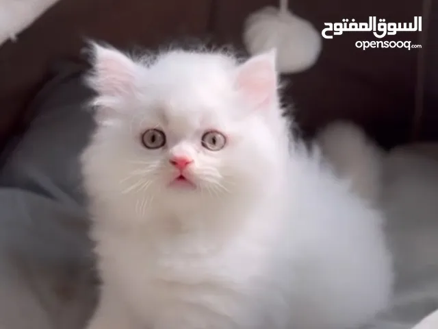 شيرازي