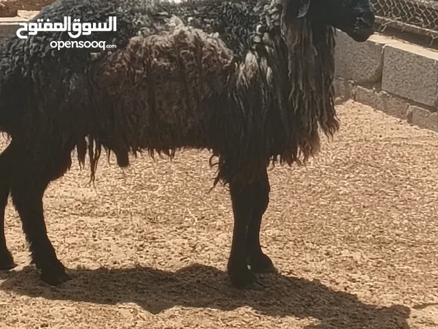 اضاحي للبيع