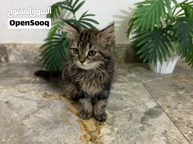 قطة انثى صغيره للتبيني