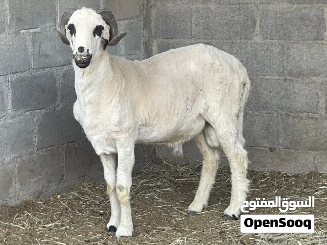 للبيع كبش قبرصي