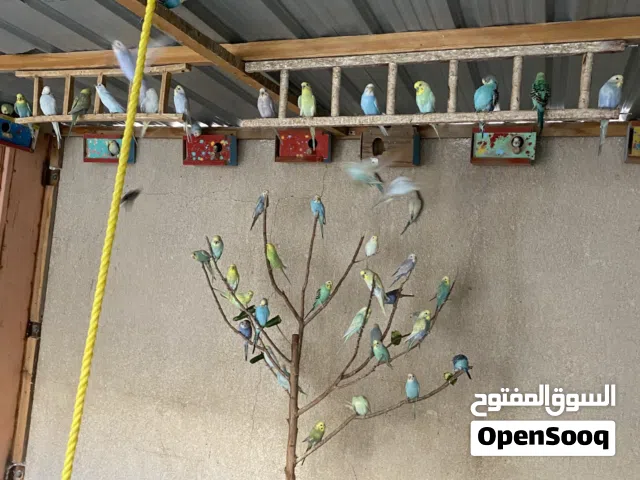 طيور حب وفناجس