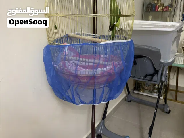 طير الدرة الهندي مع القفص