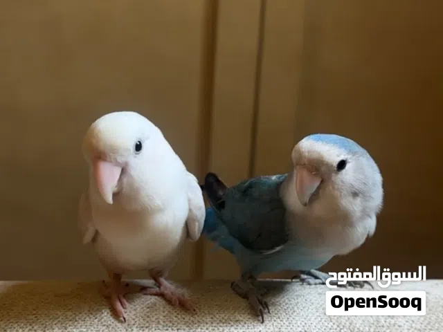 زوجين طيور روز للبيع