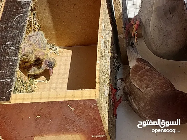 حمام لوت 100%