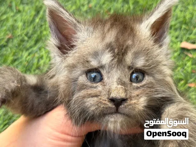 Maine Coon kitten